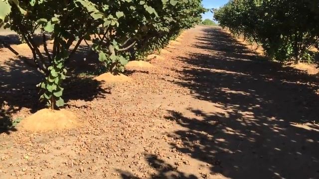 Плантация фундука в США, урожай фундука, и получение саженцев. смотреть онлайн