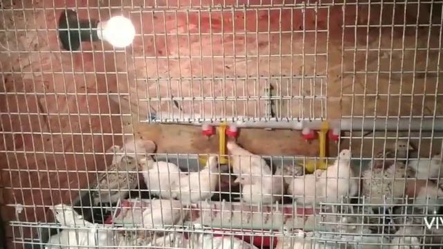 ОТКОРМ ПЕРЕПЕЛОВ НА МЯСО (четыри совета или четыри правила для начинающих) смотреть онлайн