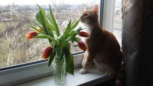 Кот поздравляет с 8 марта