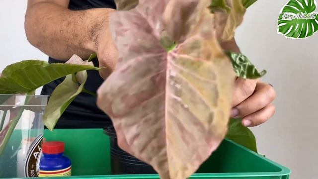 Syngonium Pink Spot ไม้ไม่แรร์แต่สวยเวอร์ ขยายพันธุ์ง่ายด้วย | Plant With Me смотреть онлайн