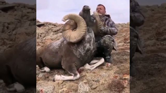 ГОРНЫЙ КОЗЕЛ 🐐 АРКАР смотреть онлайн