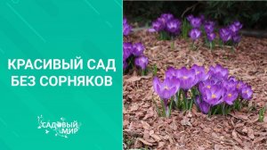 Красивый сад без сорняков