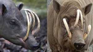 Очень Необычные и Странные Животные Планеты.