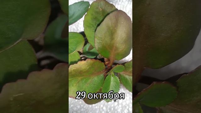 не делайте так!!! каланхоэ блоссфельда смотреть онлайн