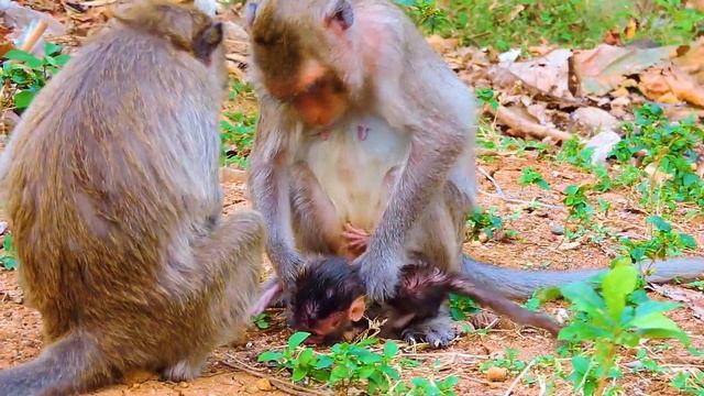 1000000+ Sadly To See Young Mom Carrying New Born Baby By Holding Tail Even Baby C,ry L0udly To St0 смотреть онлайн