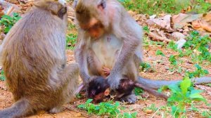 1000000+ Sadly To See Young Mom Carrying New Born Baby By Holding Tail Even Baby C,ry L0udly To St0