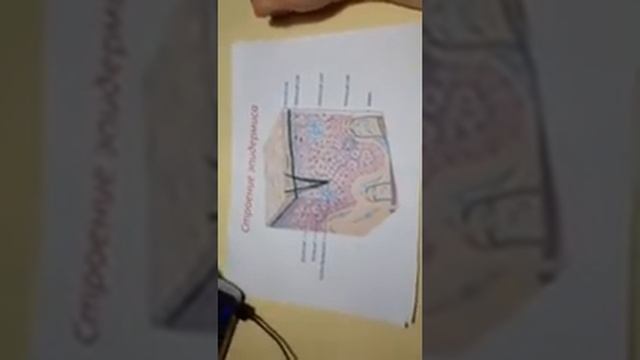 Строение кожи - теория для мастеров салонов смотреть онлайн