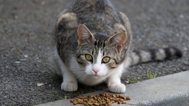 How To Approach A Stray Cat (Without Scaring It Away) смотреть онлайн