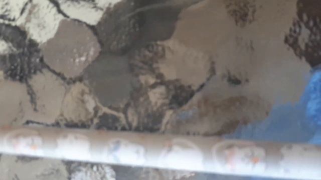 Как рисовать милого котика смотреть онлайн
