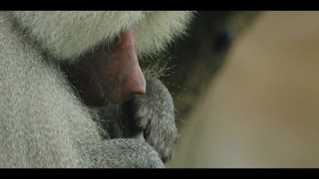 Tamron 50-400mm + Sony FX30 | Handheld video test смотреть онлайн