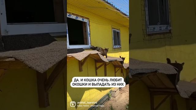 А у вас есть сетки на окнах? #животные #домашниеживотные смотреть онлайн