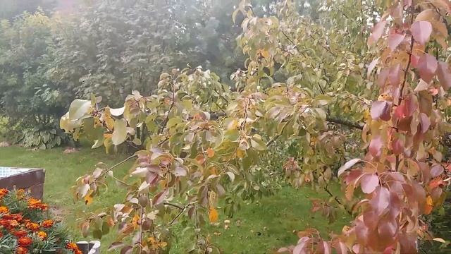 Сентябрь - дела садовые серия №3 смотреть онлайн