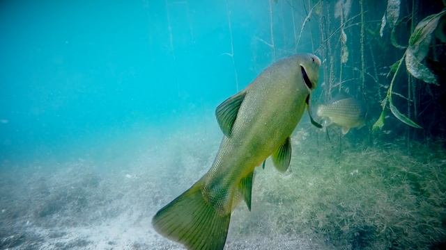 Реакция рыбы на КОРМ ДЛЯ СКОТА! Линь, Карась Подводная съемка смотреть онлайн