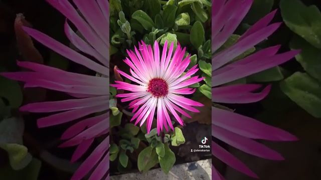 Хрустальная ромашка. смотреть онлайн