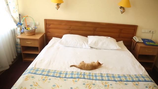 кошкин дом смотреть онлайн