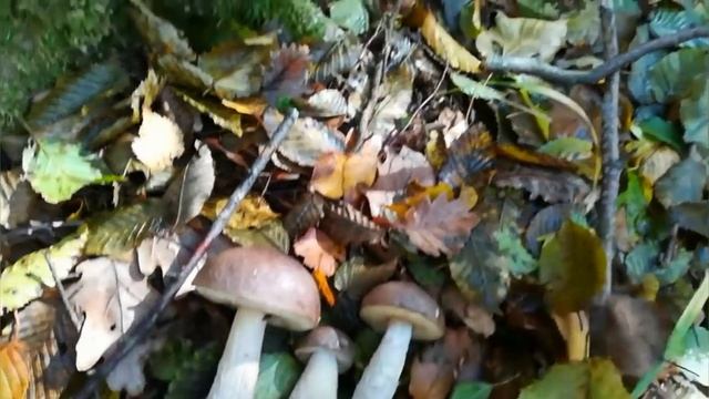 Ожидаемые новинки. Великолепный немецкий фарфор.  И прогулка по лесу.  тихая охота