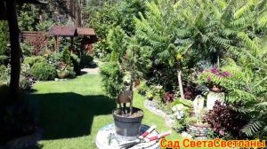 Формируем хвойные.Топиарная форма туи своими руками. Красивые хвойные.Красивый сад.Ландшафтныйдизай