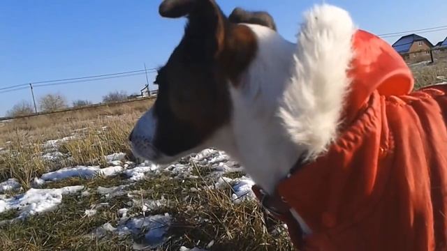 Собака из снега. Как сделать фокстерьера из снега. Снежный пёс. Символ года 2018. смотреть онлайн