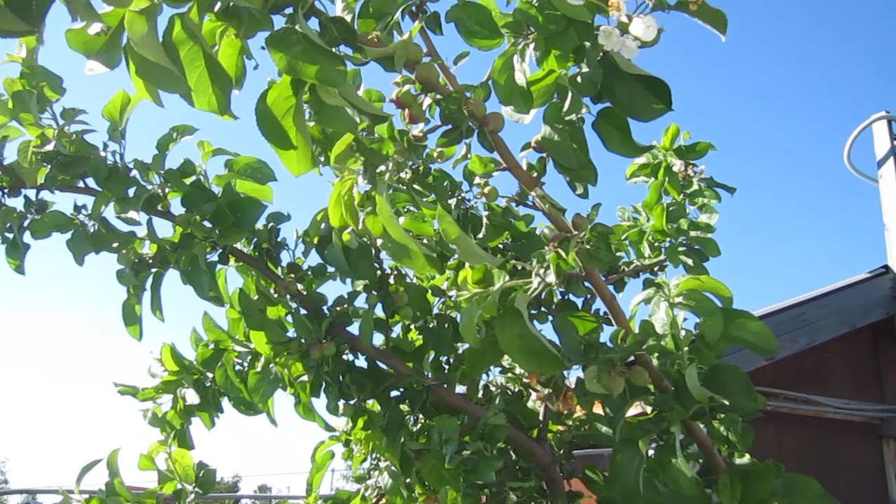 Ветер СЛОМАЛ ЯБЛОНЮ. Вязка АРМАТУРЫ . смотреть онлайн