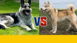 Восточно европейская овчарка против Российско-европейская лайка.