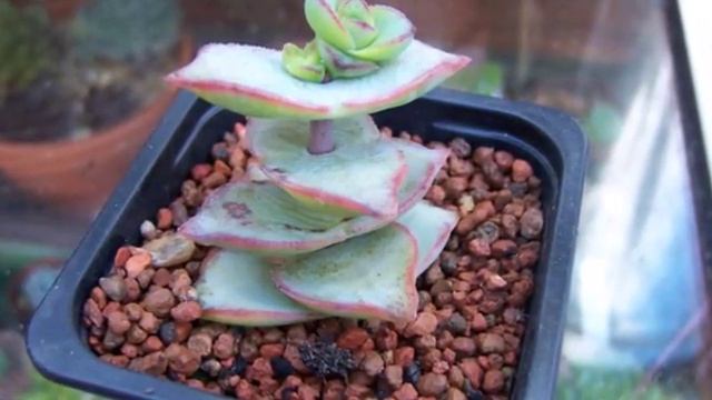Top 14 Images Crassula Perforata Plants Varieties смотреть онлайн