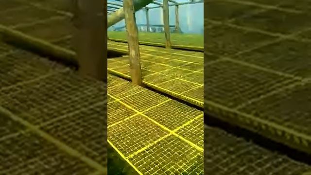 Выращивание рассады капусты в 144 кассете смотреть онлайн