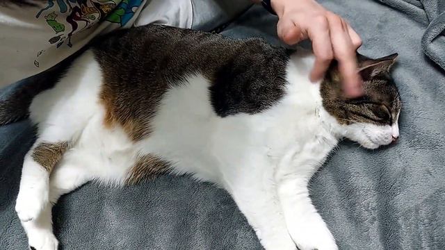 Cat is petted after visit to dentist / Кота гладят после визита к стоматологу смотреть онлайн