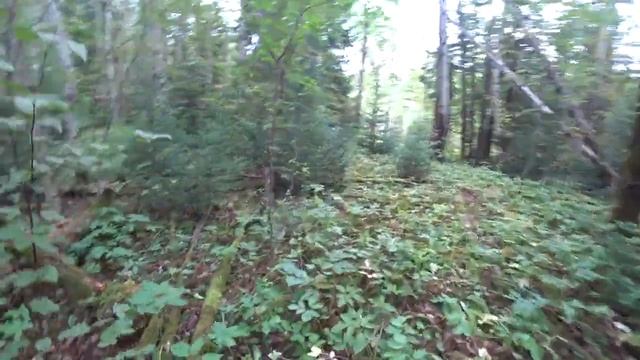 Летний поход за красноголовиками! 20 авг 2022 смотреть онлайн