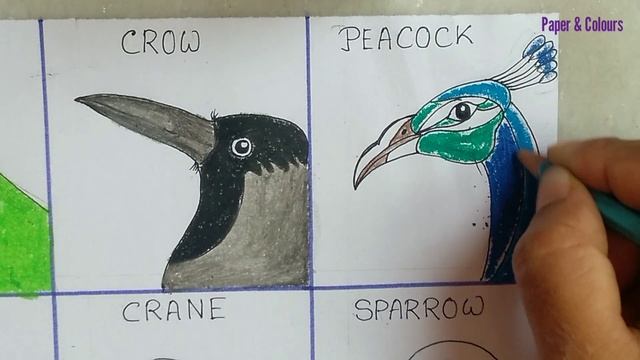 Draw pictures of different beaks of different birds ll how to draw beaks of birds with their names смотреть онлайн