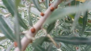 ОБЛЕПИХА.ОБЗОР.УХОД. ОТЛИЧИЕ МУЖСКОГО И ЖЕНСКОГО ДЕРЕВА.