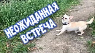 Чихуахуа. Неожиданная встреча. смотреть онлайн