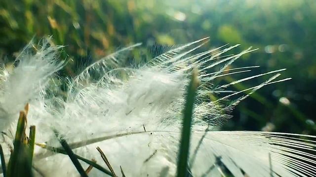 LIFE OF FALLEN FEATHERS смотреть онлайн