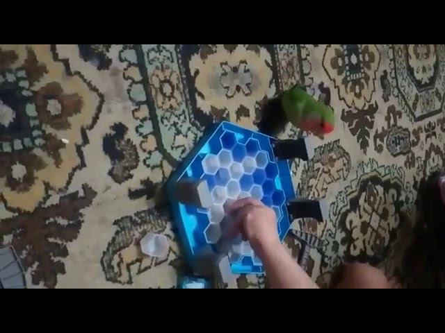 Как разговаривает и играет неразлучник выкормыш смотреть онлайн