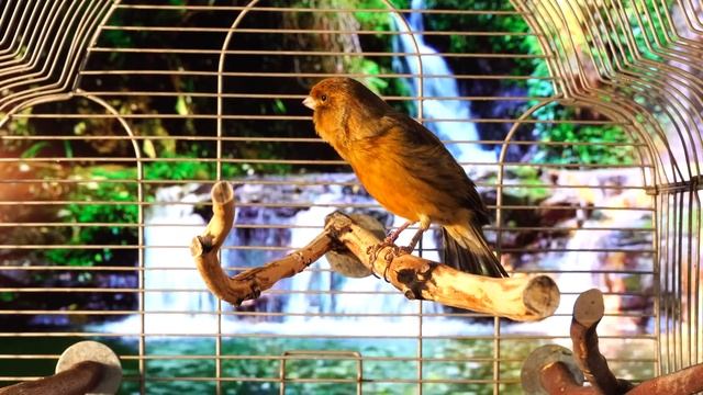 Canary Singing - Most Spectacular 4K Video Training