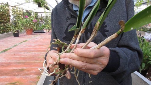 il rinvaso delle Cattleya смотреть онлайн