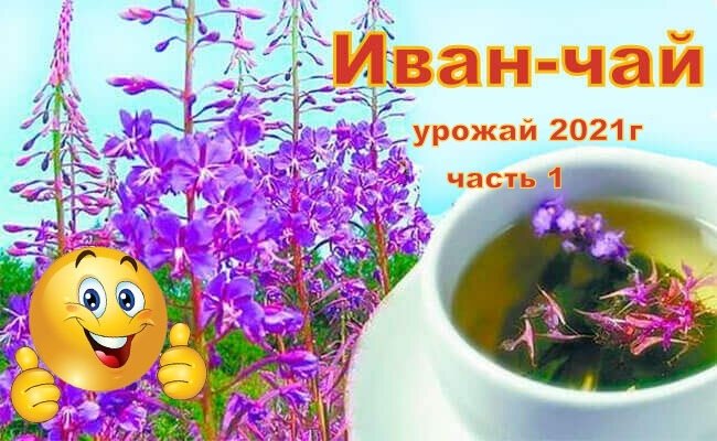 Иван-чай,мой рецепт.Часть 1 ферментация. смотреть онлайн