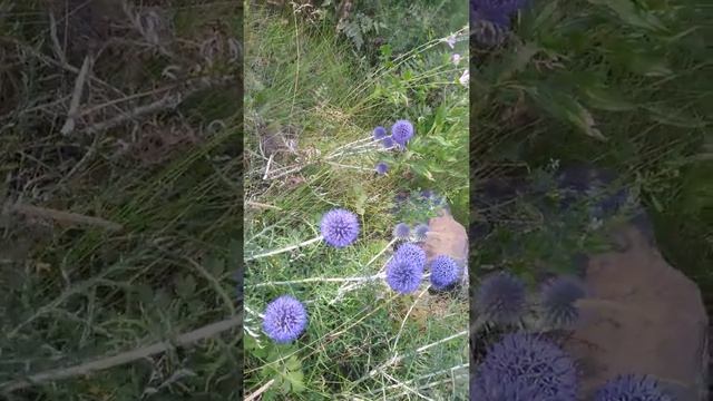 Флора и фауна Уктусских гор Екатеринбурга смотреть онлайн