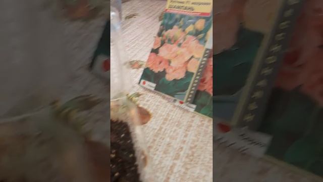 Ирландская роза - Эустома. Посев семян смотреть онлайн