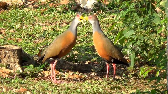 O CANTO em dueto da SARACURA-TRÊS-POTES, (ARAMIDES CAJANEUS), GRAY-NECKED WOOD-RAIL. Vida no campo. смотреть онлайн