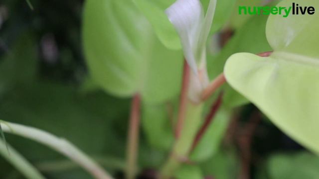Indoor Plants | Ep. 3| 7 Best Plants for a Calming Bedroom & how to care for them | nurserylive смотреть онлайн
