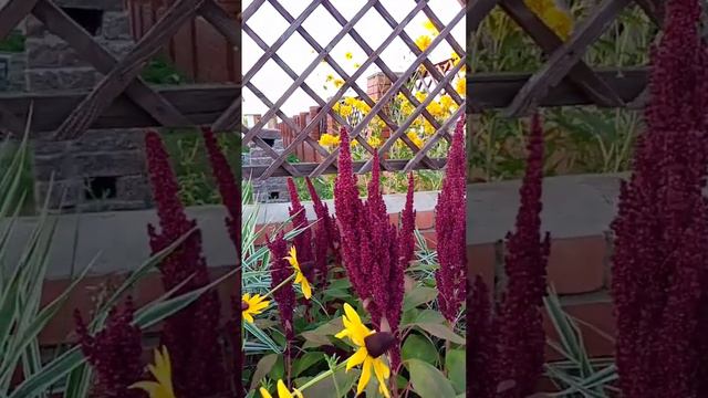 Пышный амарант🌺🌺🌺 смотреть онлайн