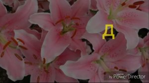 Цветы знаки задиака