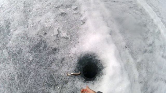 Часть 15.Клёвая рыбалка на хариуса. Бормашовые лунки стали работать. смотреть онлайн