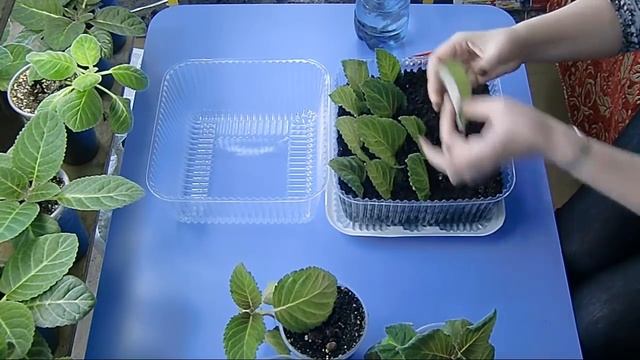 Глоксиния ! Посадка листьев в тепличке ! смотреть онлайн