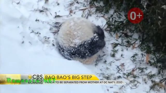 ЭТО НЕРЕАЛЬНО!!!!Прикол с пандами. Funny panda. Приколы 2018 смотреть онлайн
