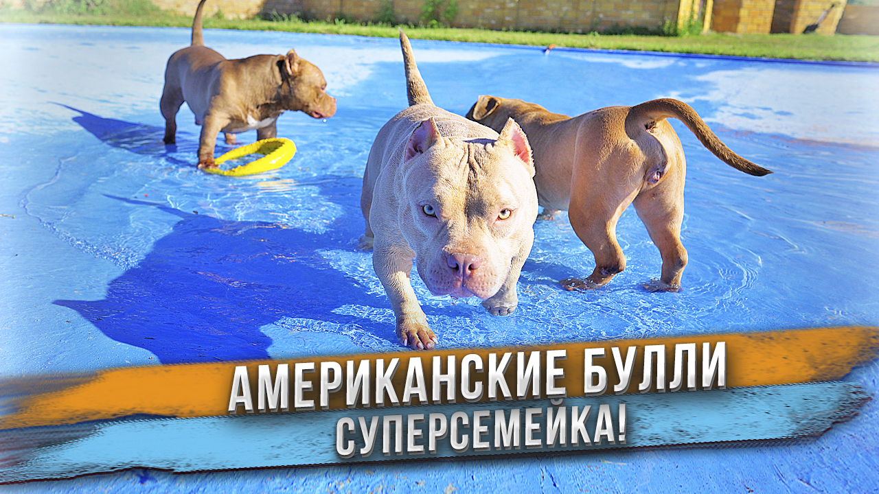 Булли семья в бассейне! Мама, папа и дочка + дядя и тётя. Американские Булли - собаки и щенки! смотреть онлайн