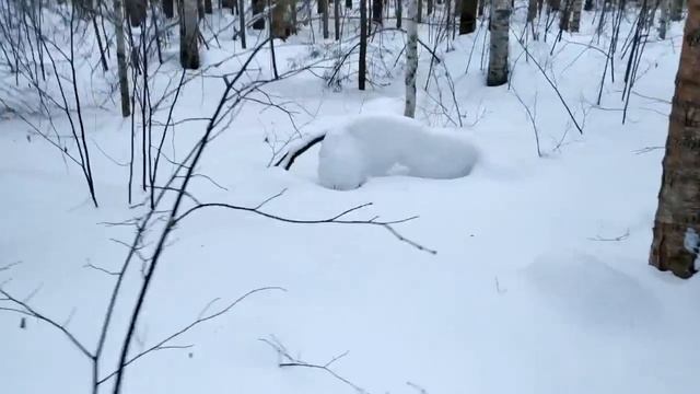 Волки Удмуртия 14 02 2021г смотреть онлайн