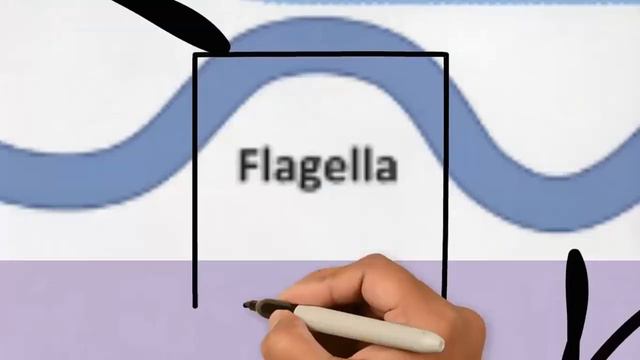 Detección de Proteus mirabilis en infecciones en vías urinarias por LFA- Bacteriología. UNAM-FQ. смотреть онлайн