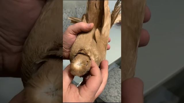 МОЩНЫЕ СОЧНЫЕ ГОЛУБИ. Двухчубые голуби. Tauben. Pigeons