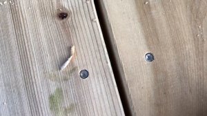 Шуруп (саморез) для террасной доски (Rusconnect) в деле. Конструкционный шуруп